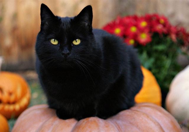 需知在古代,玄猫的地位极为超然|撒旦|黑猫|女巫_新浪新闻