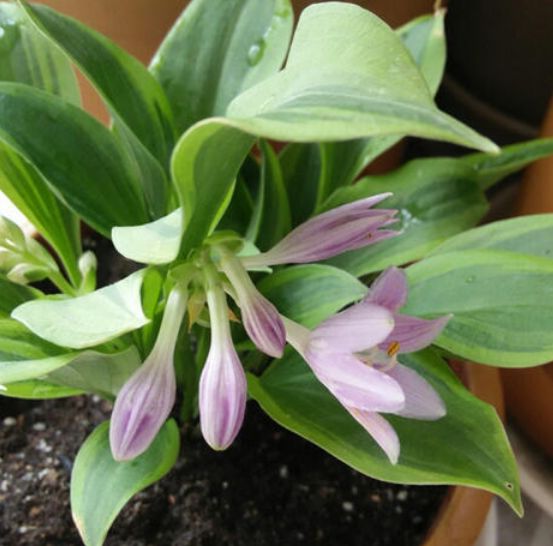 盆栽玉簪花怎么养更好?做好这几点,花开满盆,清香宜人,美极了