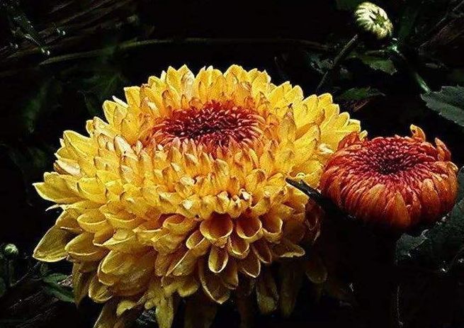 喜欢菊花首选这款菊中精品西湖柳月花似葵花向阳美爆了