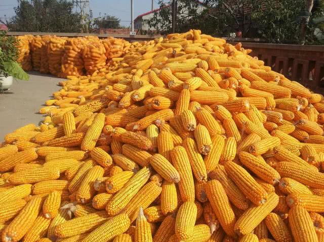 饲料消费低迷让新玉米遇冷,如今农村放开养猪,玉米何时能涨价?