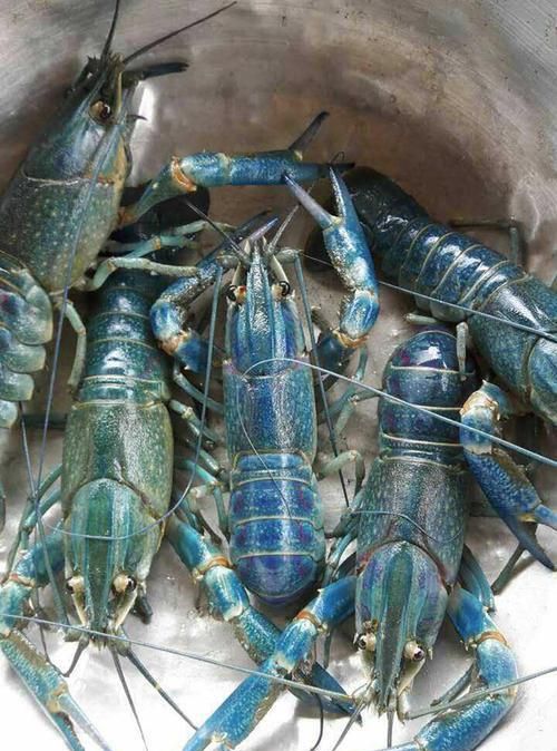 中国引进"淡水蓝虾",一只可重达600克,或将代替小