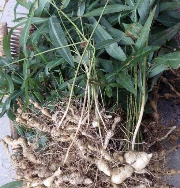 1种杂草"块茎大",以往称它为"老虎姜",植株少见,还珍贵!