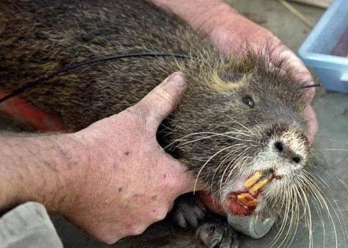 男子抓到巨鼠比猫还大,引来人们围观,专家鉴定后不淡定了