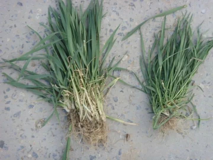 二水|麦子|野燕麦_新浪新闻