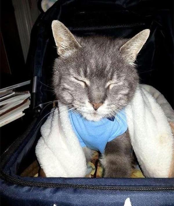 歪脖子猫吸粉无数,得知内情后,网友恨透了猫咪前主人!