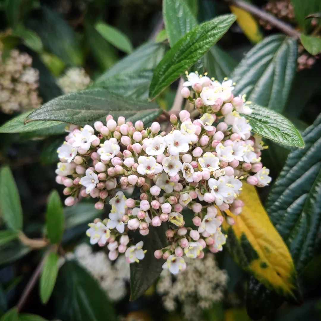 适合种在树荫下的几种灌木植物有些开花特好看适合用来拍照