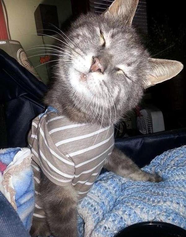 歪脖子猫吸粉无数,得知内情后,网友恨透了猫咪前主人!