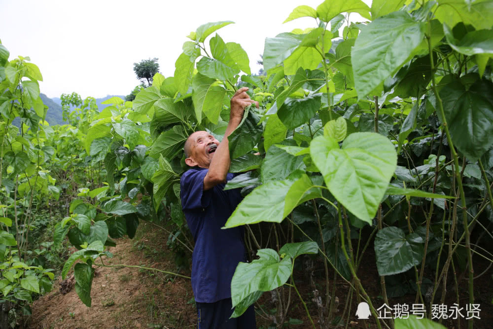 老两口每次都是一起上山采桑叶,互相间好有个照应.