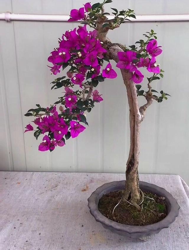 三角梅怎么修剪?记住"1点",开花更多,枝繁叶