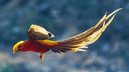 三门峡深山中现数千只金鸡,飞动时犹如火凤凰,被认为是国鸟首选