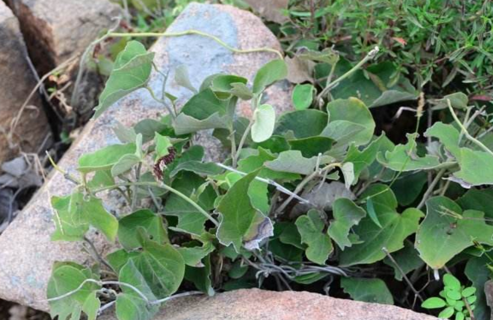 生长于石缝间的野草,俗称"白毛藤",药农常用它来祛风湿治胃痛