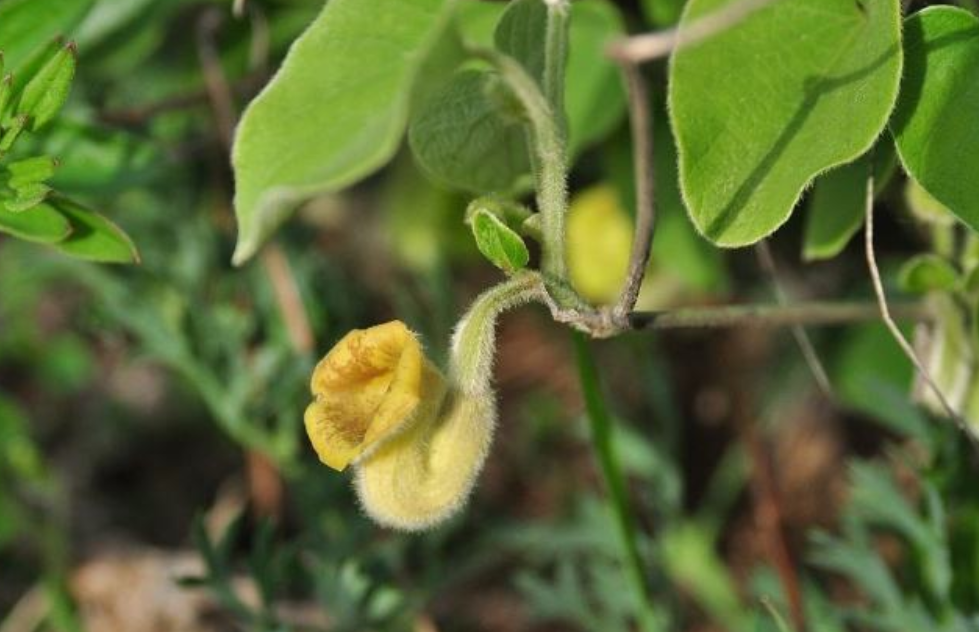 生长于石缝间的野草,俗称"白毛藤",药农常用它来祛风湿治胃痛