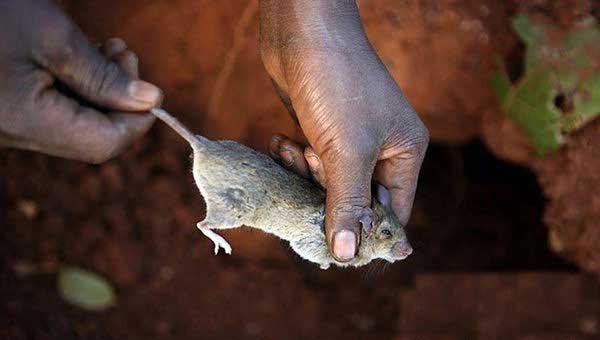 爱吃老鼠的马拉维人,一个奇特的民族!