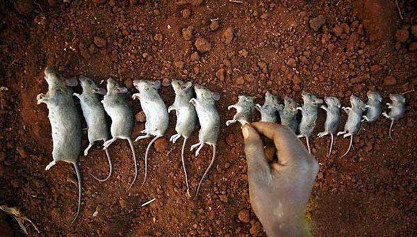 爱吃老鼠的马拉维人,一个奇特的民族!