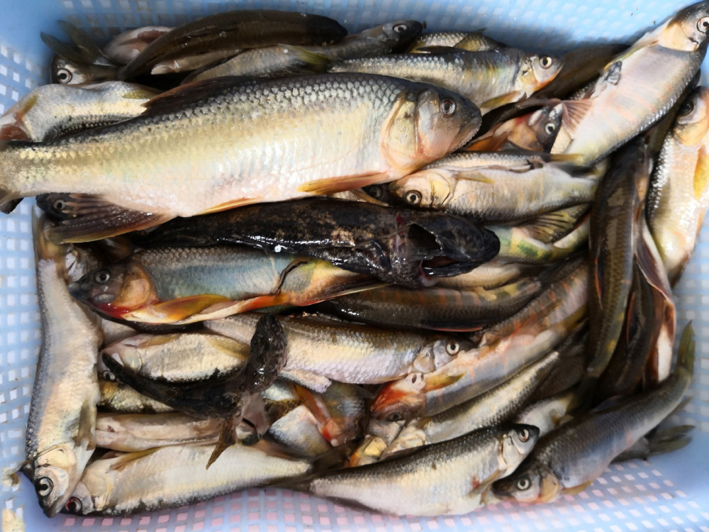 溪流里的美丽"精灵"花色的叫红翅膀,白色的叫叉口包|精灵|马口鱼|花色