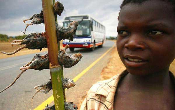 爱吃老鼠的马拉维人,一个奇特的民族!