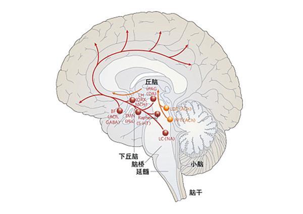 丘脑在脑部的什么位置图片