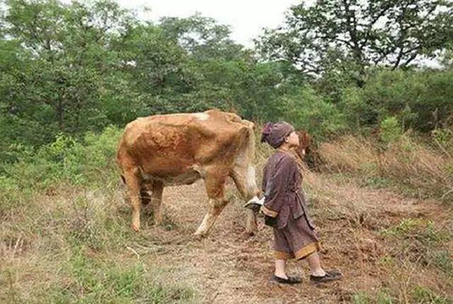 朱元璋放牛时睡觉,无意中做了两个动作,刘伯温就认定他会当皇帝