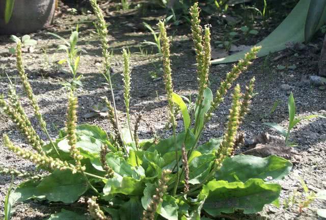 农村围墙上有1种猪耳草植株价值高看到要保护珍贵