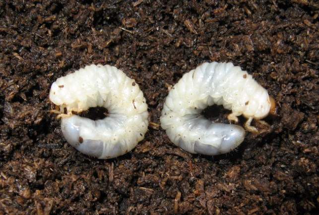 它是毁庄稼的一把好手,颇令农民头疼,现在端上餐桌,一斤几十块