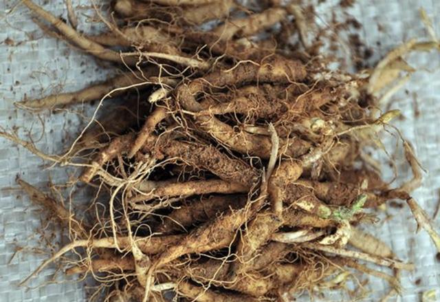 在农村,1种野草人称"四叶参",采挖根茎后"晒干",有价值!