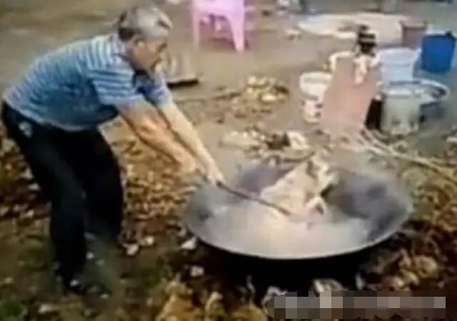 农村老大爷沸水煮活狗,狗狗被丢入锅中,令人看着心疼!