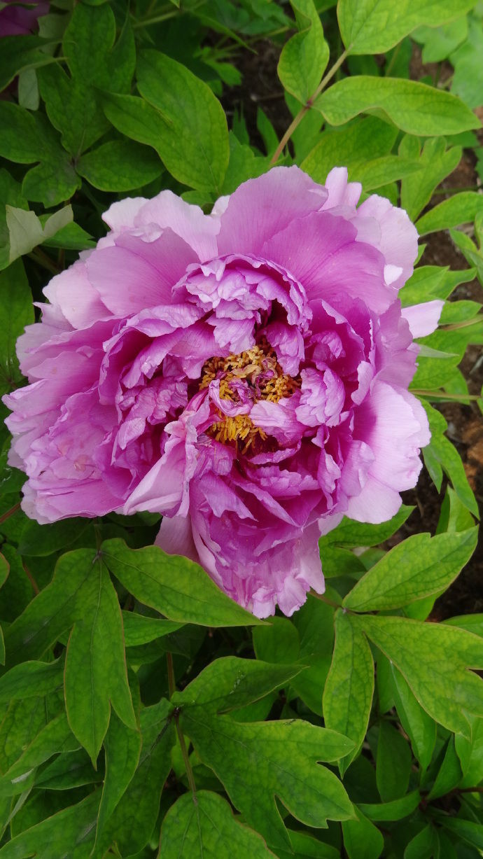 喜欢牡丹花首选精品牡丹富贵满堂国色天香