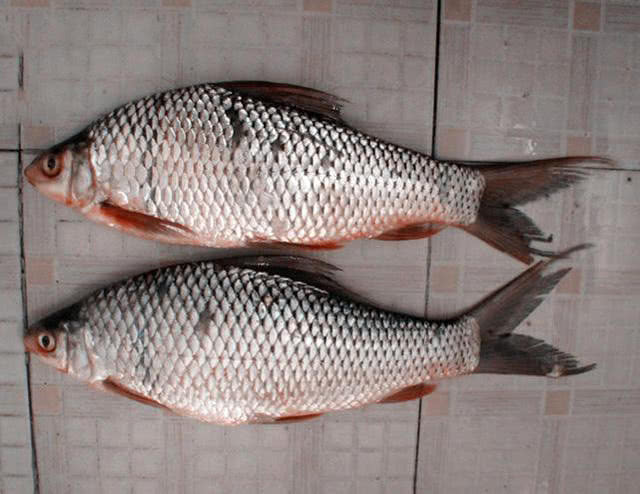 两斤的鲮鱼能切20的子线这种急性子的鱼该如何垂钓