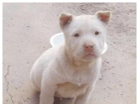 最爱养的五种中华田园犬，四眼铁包金很罕见，第三种有钱也买不到|铁包金|田园|土狗_新浪新闻