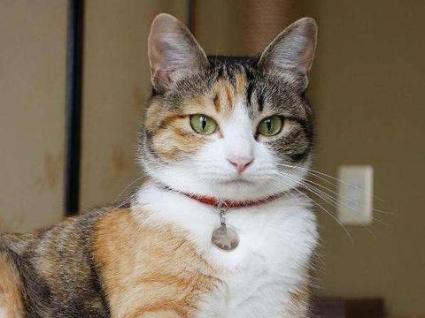 这两只三花猫哪一只好看?