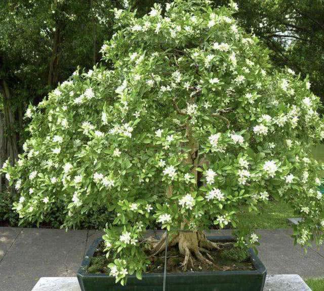 此种花,比"郁金香"还香,院子,阳台养1棵,温度低也开花,美|九里香