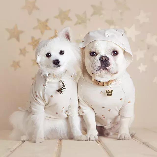 史上最萌宠物狗组合,365天穿情侣装秀恩爱堪称"帝后cp"