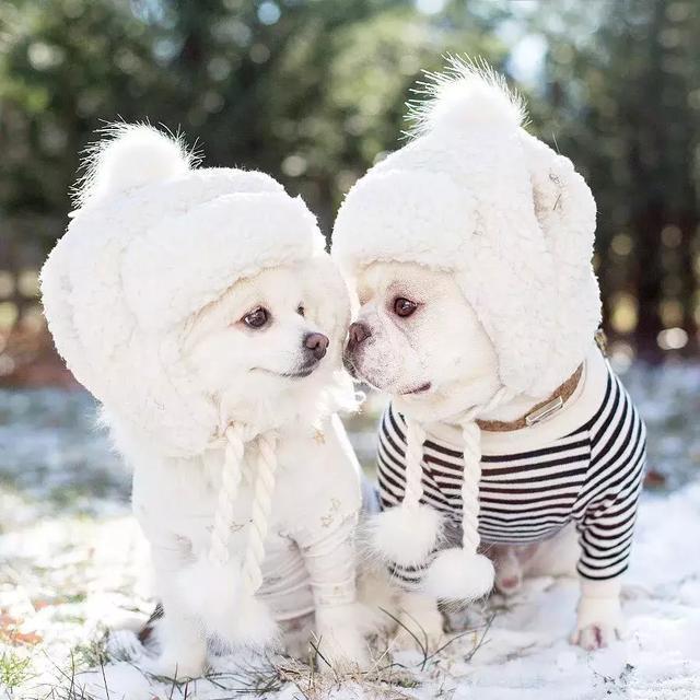 史上最萌宠物狗组合,365天穿情侣装秀恩爱堪称"帝后cp"