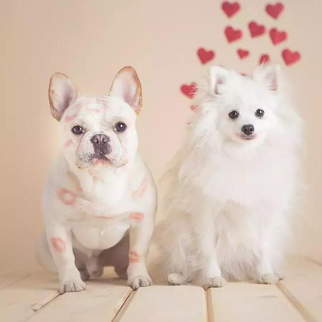 史上最萌宠物狗组合,365天穿情侣装秀恩爱堪称"帝后cp"