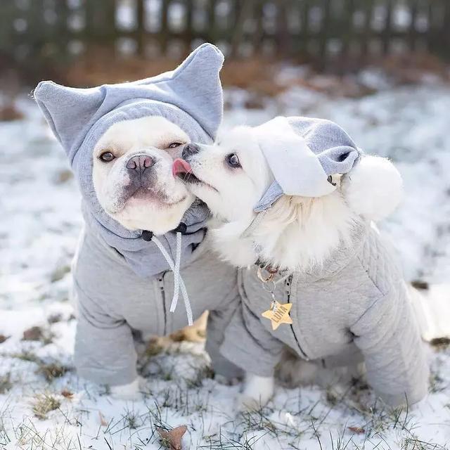 365天穿情侣装秀恩爱堪称"帝后cp"|帝后|情侣装|博美_新浪新闻