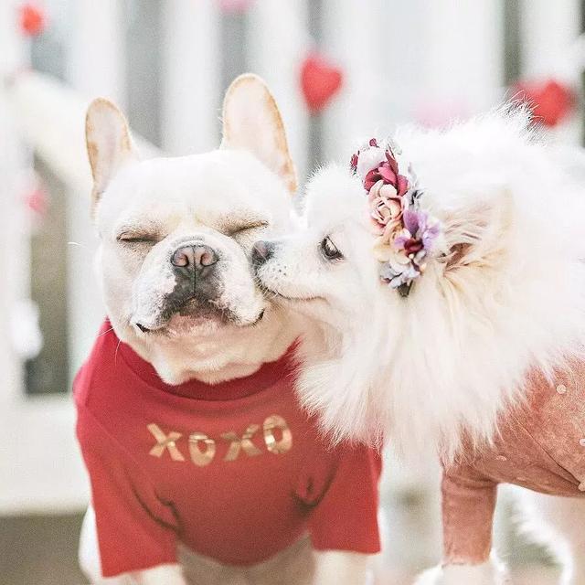 史上最萌宠物狗组合,365天穿情侣装秀恩爱堪称"帝后cp"