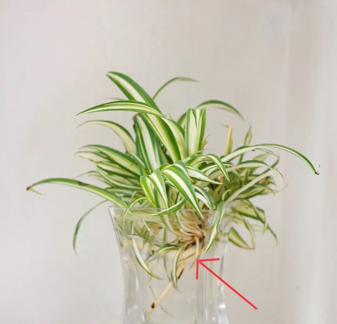 这三种方法繁殖盆栽吊兰,都没见过谁失败的,根长得快,茎叶旺盛