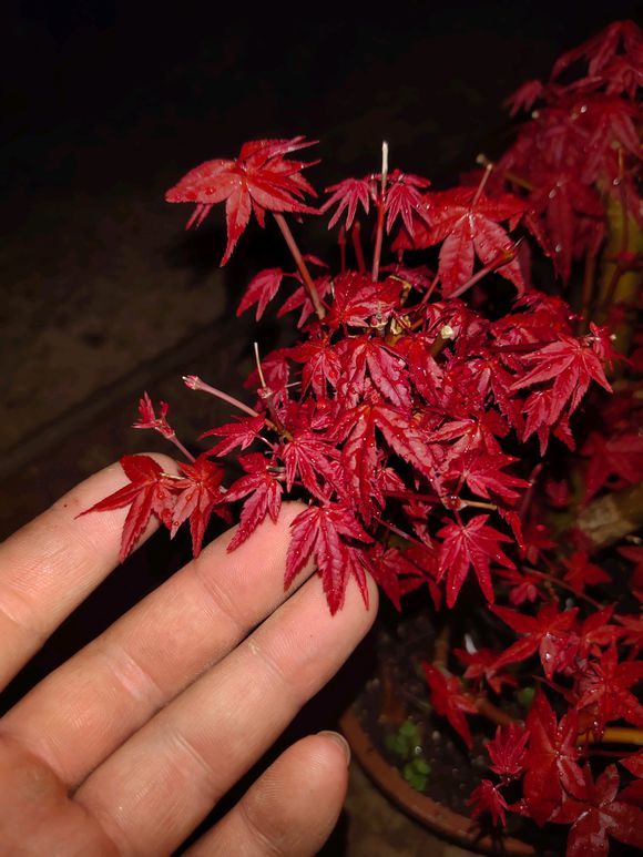 红枫养护大全,养出“火焰色”,把握几个小窍门,盆盆价值不菲