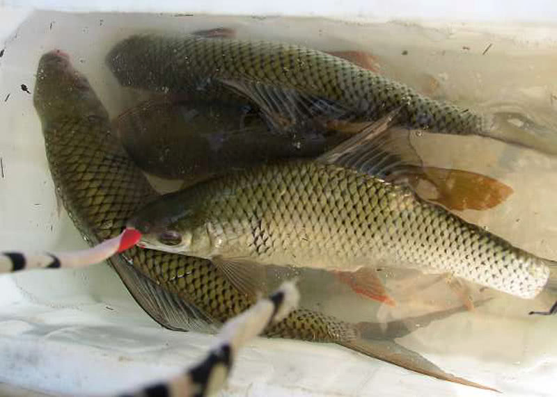 两斤的鲮鱼能切20的子线这种急性子的鱼该如何垂钓