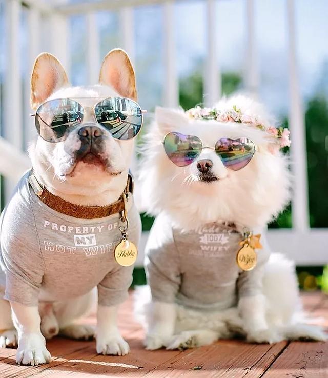 史上最萌宠物狗组合,365天穿情侣装秀恩爱堪称"帝后cp"