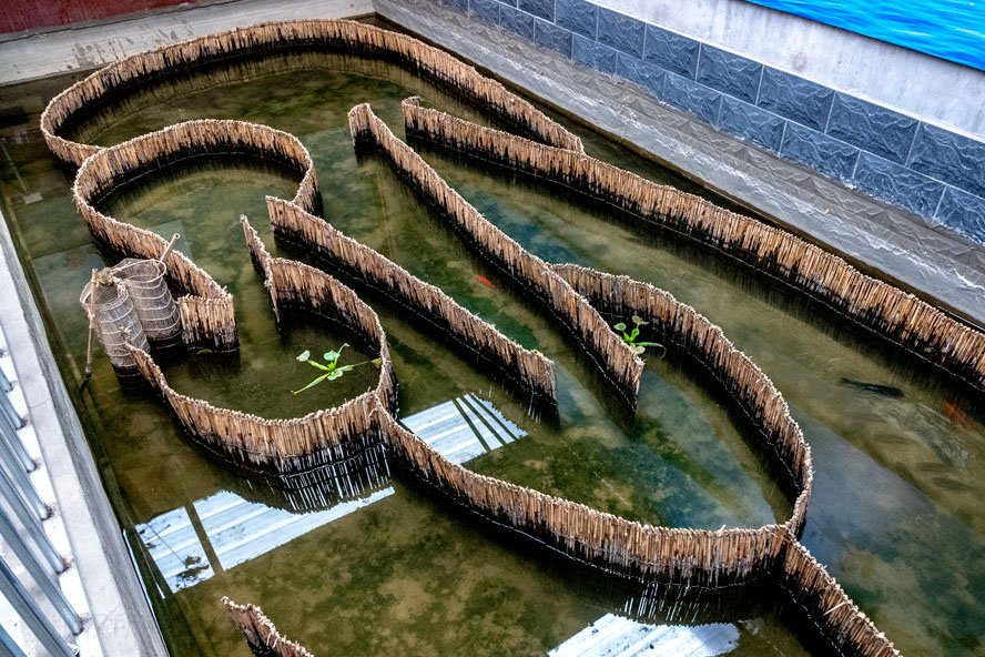 白洋淀迷魂阵捕鱼不下鱼食不用诱饵不用撒网不用打捞