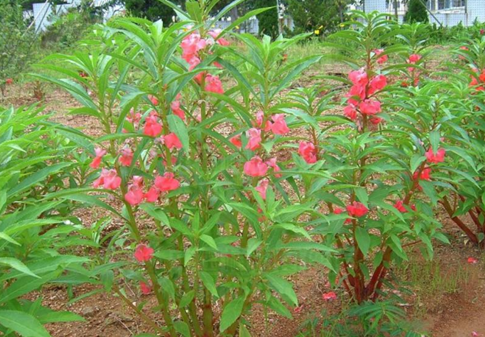 农村小孩染指甲的植物,其实浑身是宝能入药,种子俗称"急性子"|凤仙花