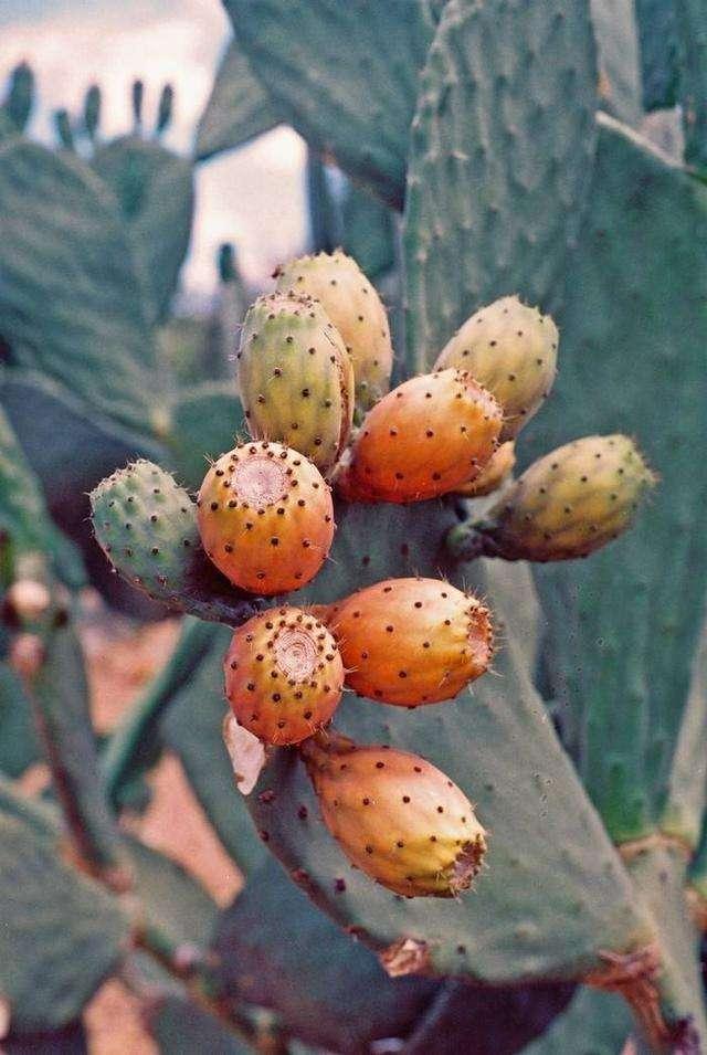 仙人掌防辐射能结果掰下果子蘸糖水吃好处多一般人没吃过