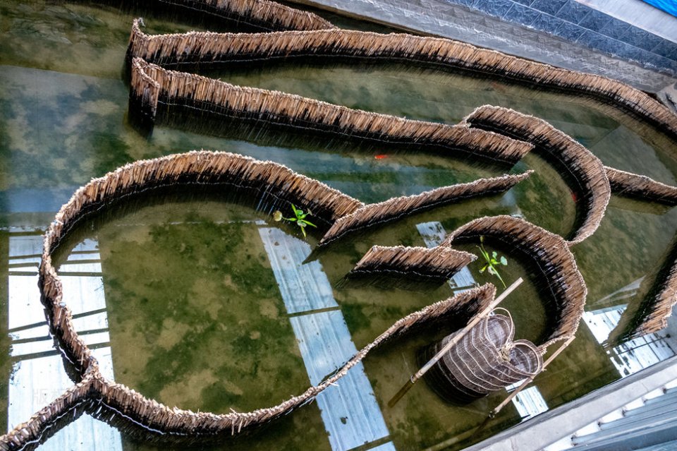 白洋淀迷魂阵捕鱼不下鱼食不用诱饵不用撒网不用打捞