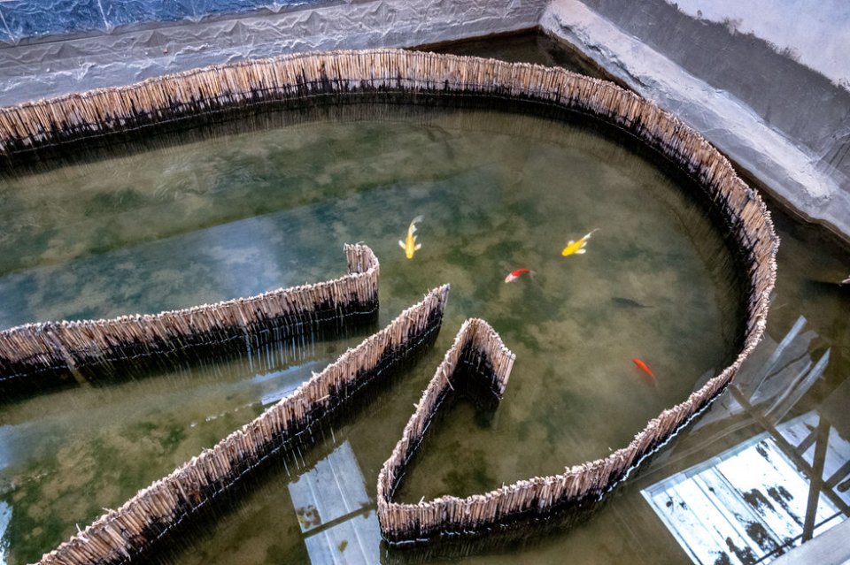 白洋淀迷魂阵捕鱼不下鱼食不用诱饵不用撒网不用打捞