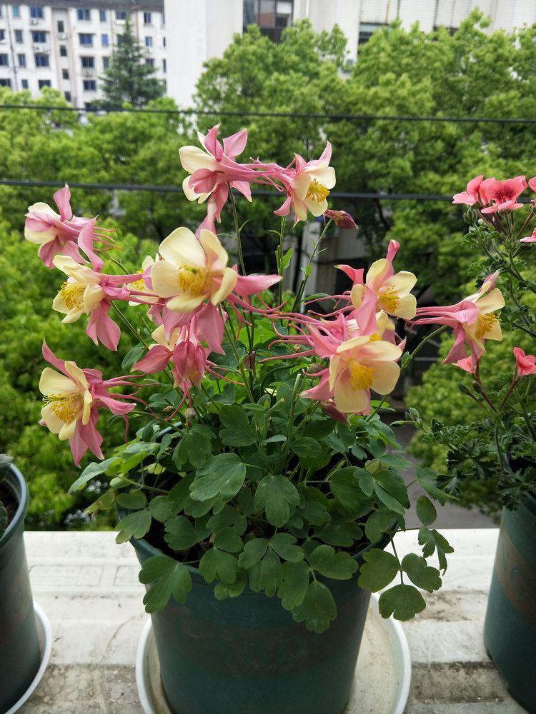 养花就养"高档玫瑰"冰雪皇后,冰清玉洁,芳香四溢,养花必备