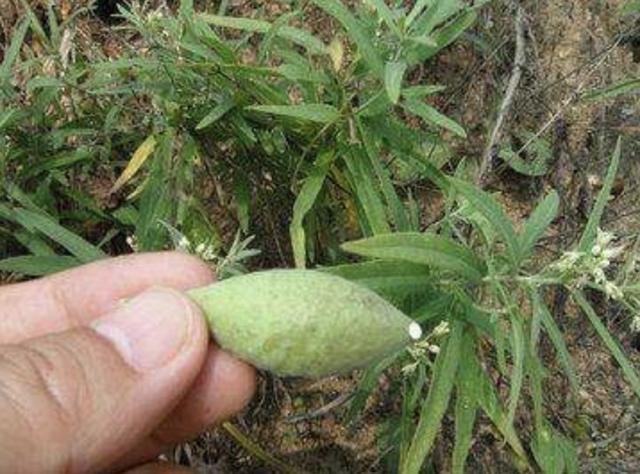 湿润的农田里,有1种"蒿瓜",曾以为是"杂草",殊不知珍贵