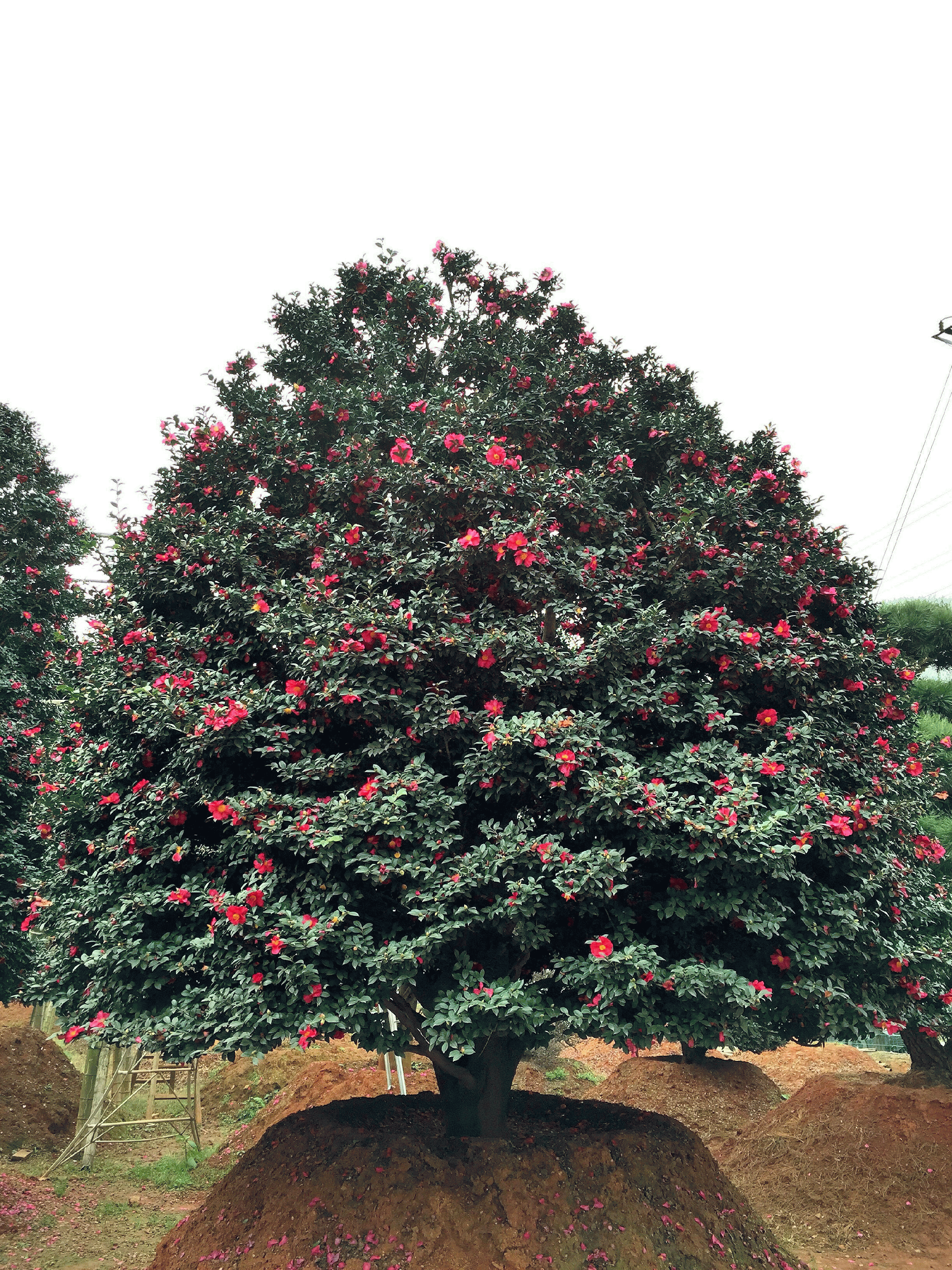 专为冬天生的花,"茶梅"好养花色艳丽,一直开花到第二年春