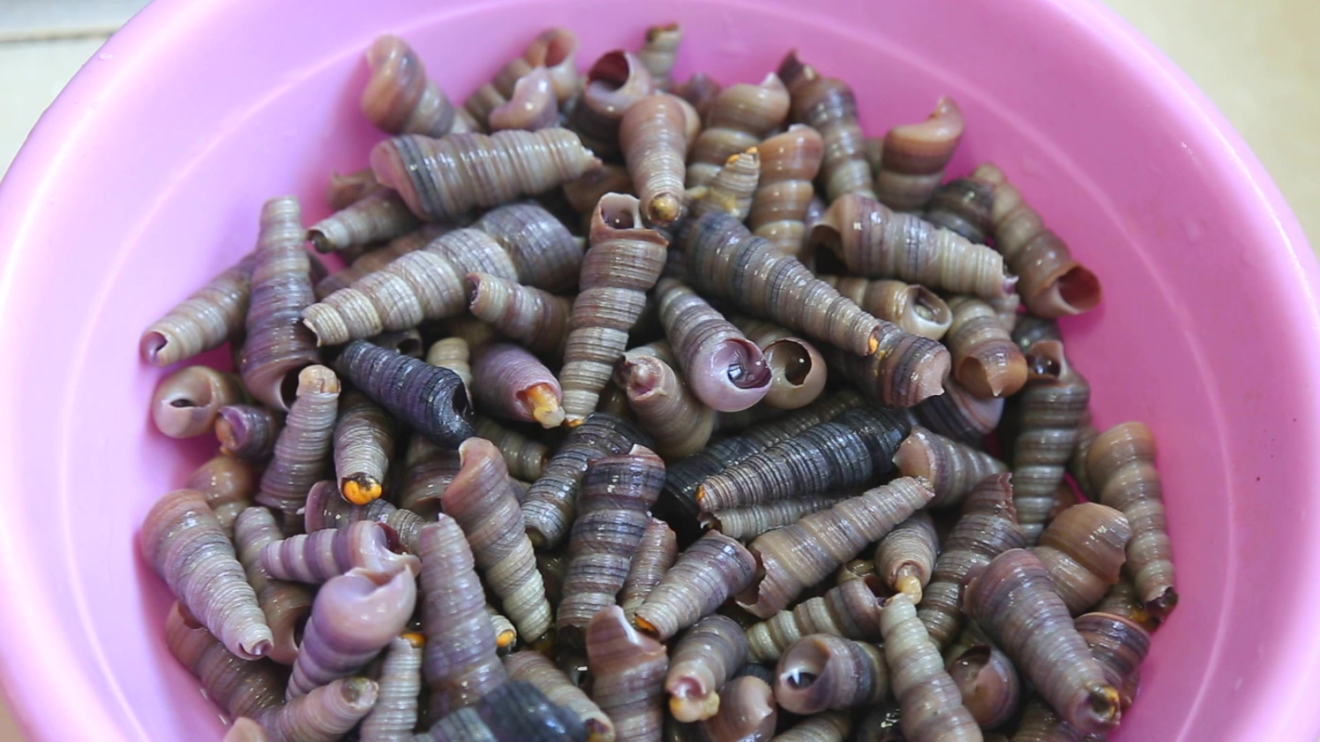 最佳烹饪钉螺方法,不用出去喝酒了,轻轻一吸,麻辣又过瘾