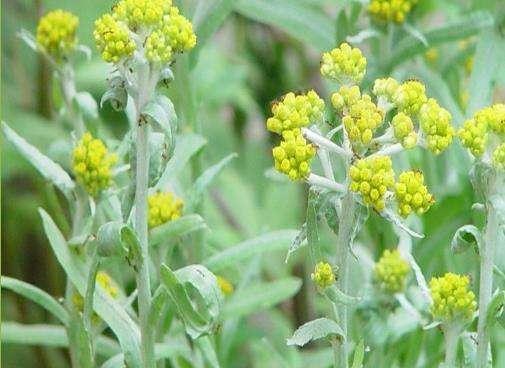 农村一植物叫鼠曲草营养价值高抗菌降压特效药